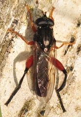 Chalcosyrphus