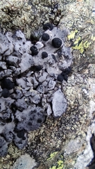 Umbilicaria cylindrica