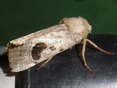 Hypotrix lunata