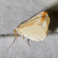 Melemaea virgata