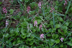 Pyrola asarifolia incarnata