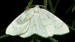 Cingilia orsona