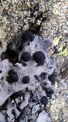 Umbilicaria cylindrica