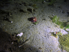 Rossia pacifica