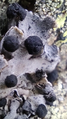 Umbilicaria cylindrica