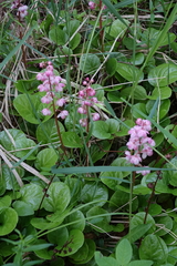Pyrola asarifolia incarnata