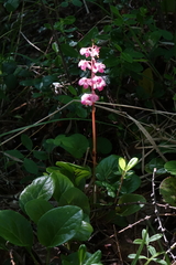 Pyrola asarifolia incarnata