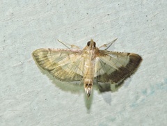 Spilomelini