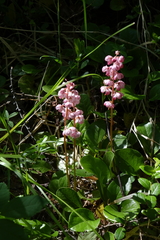 Pyrola asarifolia incarnata