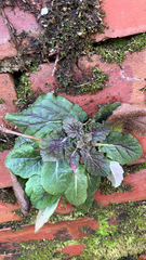 Salvia lyrata