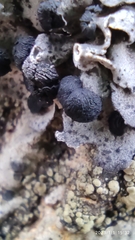 Umbilicaria cylindrica