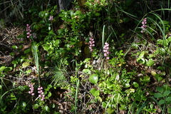 Pyrola asarifolia incarnata