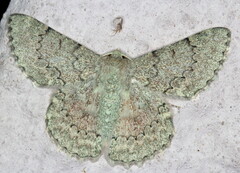 Pingasa abyssiniaria