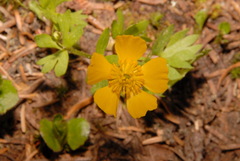 Ranunculus eschscholtzii suksdorfii