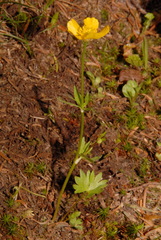 Ranunculus eschscholtzii suksdorfii
