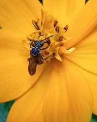 Neocorynura