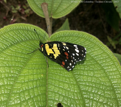 Chlosyne poecile