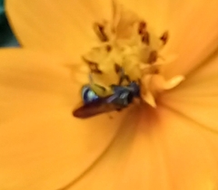 Neocorynura