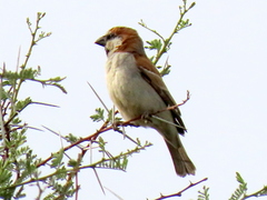 Passer motitensis