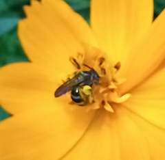 Neocorynura