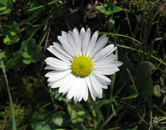 Bellis sylvestris