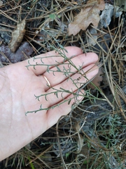 Genista albida