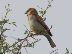 Passer motitensis