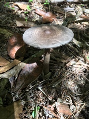Amanita pekeoides