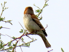 Passer motitensis