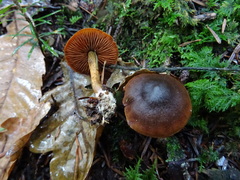 Cortinarius malicorius
