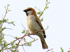 Passer motitensis