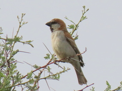 Passer motitensis