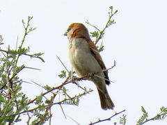 Passer motitensis