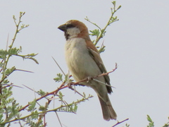 Passer motitensis