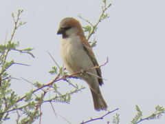 Passer motitensis