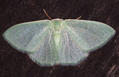 Prasinocyma immaculata