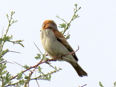 Passer motitensis