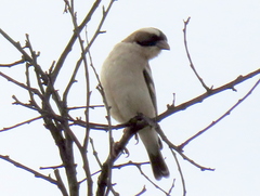 Plocepasser mahali mahali