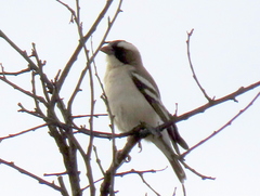 Plocepasser mahali mahali