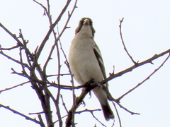 Plocepasser mahali mahali