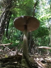 Amanita pekeoides