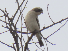 Plocepasser mahali mahali