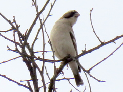 Plocepasser mahali mahali