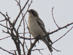 Plocepasser mahali mahali