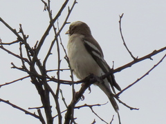 Plocepasser mahali mahali