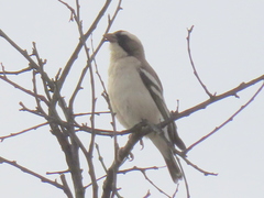 Plocepasser mahali mahali