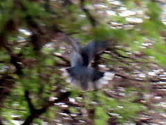 Streptopelia capicola damarensis