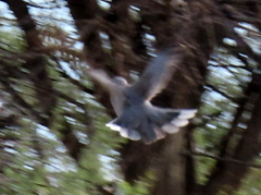 Streptopelia capicola damarensis