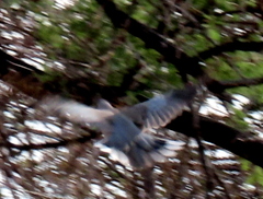 Streptopelia capicola damarensis