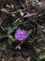 Pterogastra divaricata